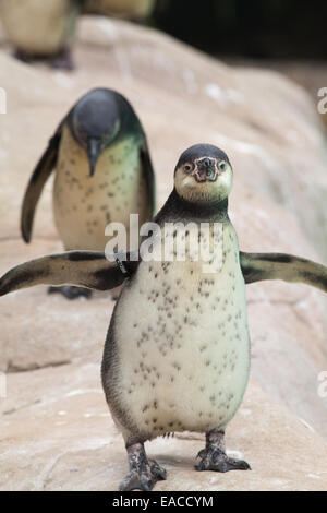 Humboldt, o peruviana, pinguini (Spheniscus Humboldti). I capretti, immaturi piumaggio. Giovani dell'anno. Penguin Beach. Lo Zoo di Londra Foto Stock