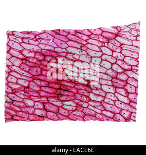 Alta risoluzione microfotografia ottica di cipolla cellule epidermus visto attraverso un microscopio Foto Stock