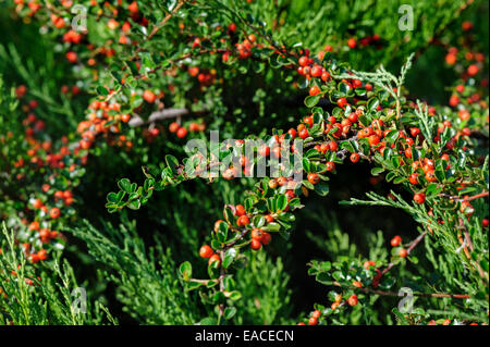 Cotoneaster Bush Foto Stock