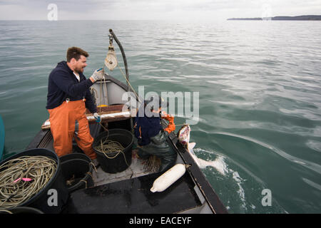 Commerciale di pesca halibut a mano con palangaro dentata fuori di un open skiff in Kachemak Bay, Kenai Peninsula; Alaska, STATI UNITI D'AMERICA Foto Stock