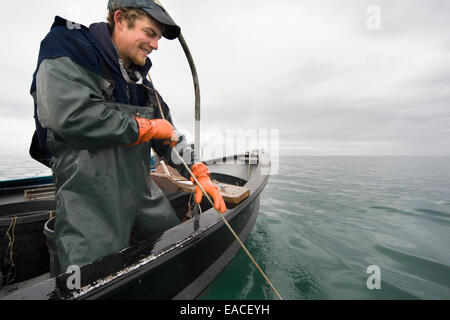 Commerciale di pesca halibut a mano con palangaro dentata fuori di un open skiff in Kachemak Bay, Kenai Peninsula; Alaska, STATI UNITI D'AMERICA Foto Stock