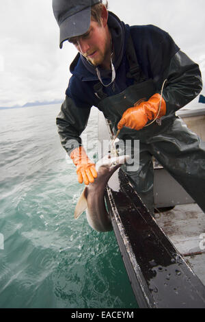 Commerciale di pesca halibut a mano con palangaro dentata fuori di un open skiff in Kachemak Bay, Kenai Peninsula; Alaska, STATI UNITI D'AMERICA Foto Stock