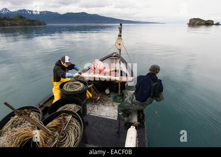 Commerciale di pesca halibut a mano con palangaro dentata fuori di un open skiff in Kachemak Bay, Kenai Peninsula; Alaska, STATI UNITI D'AMERICA Foto Stock