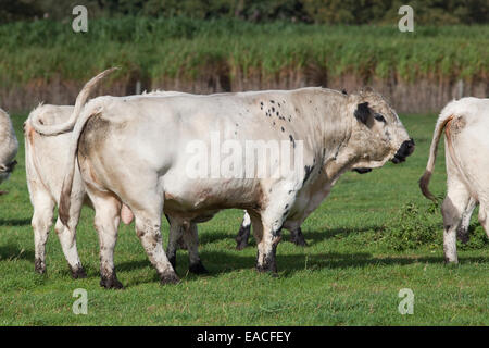 Parco bianco Bull (Bos taurus). Mezzo alla mandria di vacche. Bovini domestici. Polling, - corna rimosso. Punti neri delle orecchie, delle palpebre, museruola Foto Stock