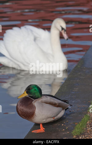 Mallaed drake (Anas platyrhynchos), anteriore con Cigno in background. Il Quayside, Potter Heigham. Norfolk Broads. In Inghilterra. Regno Unito. Foto Stock