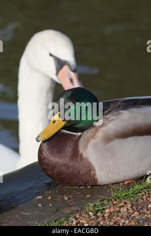 Mallard drake (Anas platyrhynchos), seduto sulla banchina. Potter Heigham. Norfolk. Cigno (Cygnus olor), in background. Foto Stock