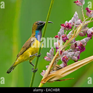 Oliva maschio-backed / a becco giallo sunbird, Cinnyris jugularis, nel selvaggio, accanto a fiori viola con sfondo verde chiaro Foto Stock