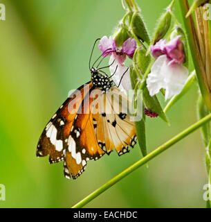 Bel colore arancione lacewing butterfly, Cethosia penthesilea, si nutrono di fiori rosa e bianchi contro uno sfondo verde chiaro Foto Stock