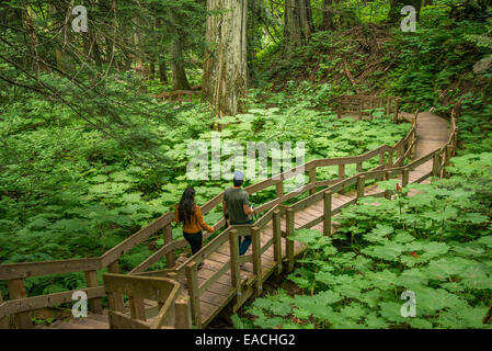 Il gigante di cedri Boardwalk Trail, Mount Revelstoke National Park, British Columbia, Canada Foto Stock