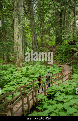 Il gigante di cedri Boardwalk Trail, Mount Revelstoke National Park, British Columbia, Canada Foto Stock