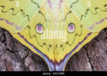 Luna cinese Moth appena tratteggiato visualizzando maschio eyespots. Foto Stock