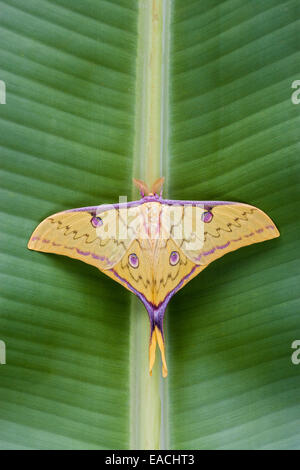 Luna cinese Moth appena schiuse maschio. Foto Stock