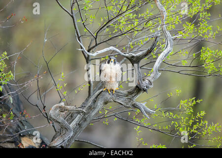 Femmina adulta del Falco pellegrino - Falco peregrinus - riposo appollaiato su un vecchio, weathered tree nel New Jersey Settentrionale Foto Stock