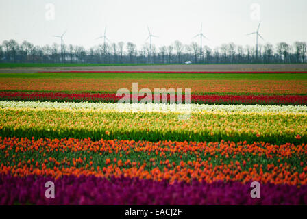 Campo dei Fiori sul modo in North Holland Provincia Foto Stock