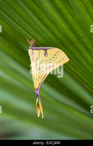 Luna cinese recentemente falena maschio tratteggiata in appoggio sul palm. Foto Stock