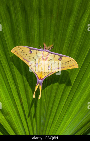 Luna cinese recentemente falena maschio tratteggiata in appoggio sul palm. Foto Stock