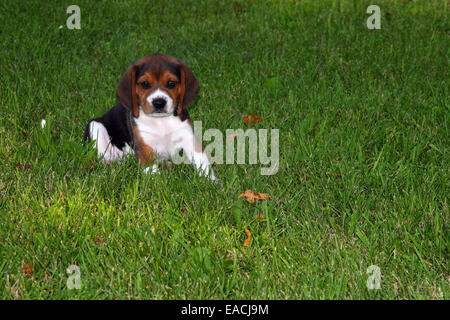 Beagle puppy in erba Foto Stock