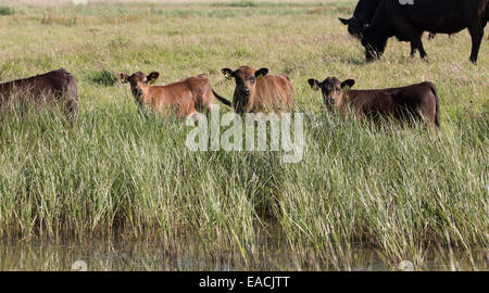 Bovini giovani in un campo in Old Hall paludi RSPB Riserva, Essex, Regno Unito Foto Stock