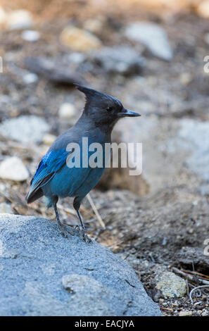 Un Stellers Jay, Cyanocitta stelleri nella Yosemite Valley, California, Stati Uniti d'America. Foto Stock