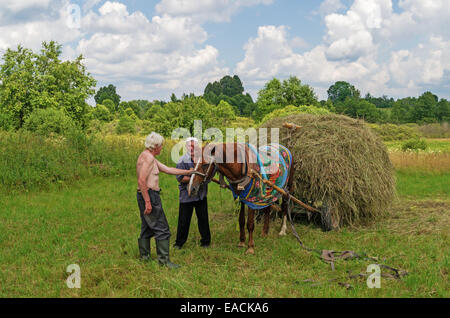 Essiccazione del fieno, trasporto e haystacks per mucche e cavalli nel villaggio. Foto Stock