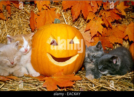 Quattro gattini dormono accanto a caduta di zucca di Halloween e foglie di acero, Missouri USA Foto Stock
