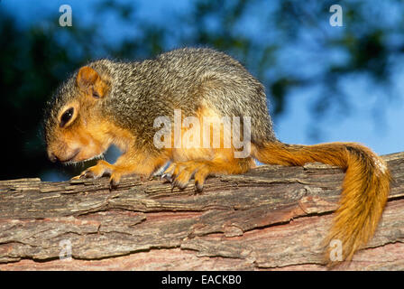 Baby scoiattolo di volpe orientale, Scuirius niger, appena fuori dal nido e strisciante lungo una diramazione, Missouri, Stati Uniti Foto Stock