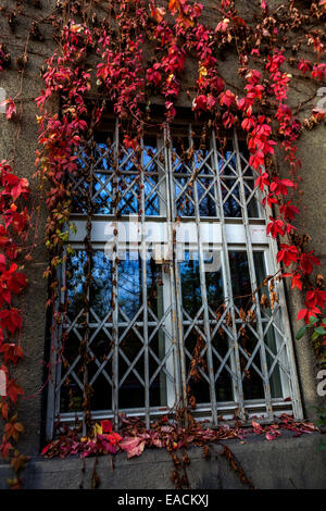 La finestra del Virginia Creeper ha impedito Praga foglie rosse autunnali della Repubblica Ceca arrampicatori autunnali Parthenocissus quinquefolia griglia per finestre, barre per finestre Foto Stock