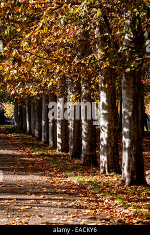 Praga vicolo d'autunno Platanus x acerifolia Letná parco Praga, Repubblica Ceca, aereo alberato autunno umore Foto Stock