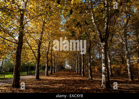 Autunno e i suoi colori nel parco Letná, Repubblica Ceca, viale alberato piano Praga Foto Stock