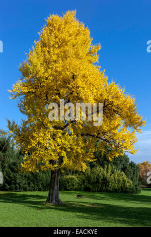 Ginkgo biloba albero autunno, Maidenhair albero ingiallibile Ginkgo albero dorato, Praga Letna Repubblica Ceca albero giallo autunno Foto Stock