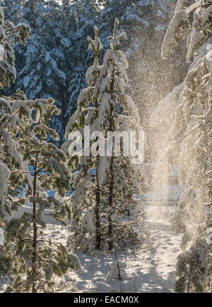 Prima neve a Barnaul del tipo a cinghia foresta relitta Foto Stock