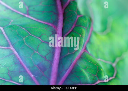 Foglia di cavolo extreme close-up Foto Stock