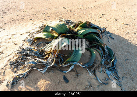 Splendido esempio di Welwitschia mirabilis è stimato a più di 1500 anni,Erongo, Namibia, incredibile deserto impianto, liv Foto Stock