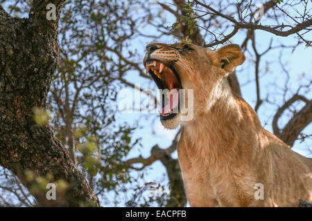 Gweru, Zimbabwe. 8 Novembre, 2014. Un LION CUB sbadigli presso il Parco di antilope, Gweru, Zimbabwe, nov. 8, 2014. Lion a piedi è stata introdotta ad antilopi Park oltre un decennio fa come parte di un continuo programma di conservazione per salvare leoni africani, la cui popolazione è sceso di circa il 70 per cento negli ultimi due decenni a estimatedly 320.000. Solo i cuccioli di età inferiore ai diciotto mesi sono presi per Lion a piedi. Una volta che crescono, interazione umana è limitata. © Xinhua/Alamy Live News Foto Stock