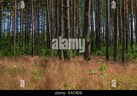 Erba secca nella foresta di pini. Foto Stock