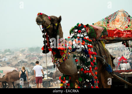 Animale, camel, colori, creatura, creature decorate, decorazione, intrattenimento, evento, eventi, equo, fiere, famoso, festival, Foto Stock