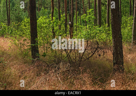 Erba secca e rami secchi in pineta. Foto Stock