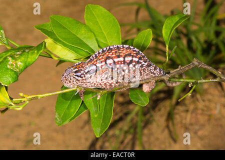 Tappeto femmina (Chameleon Furcifer lateralis), Madagsacar Foto Stock