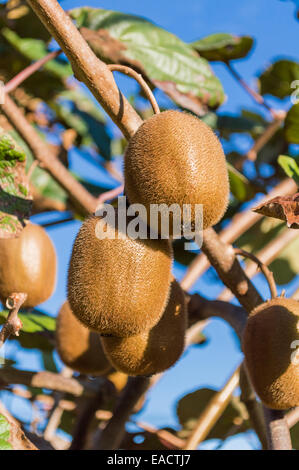 Primo piano di due kiwi sulla struttura ad albero Foto Stock