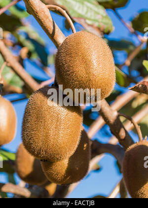 Primo piano di due kiwi sulla struttura ad albero Foto Stock