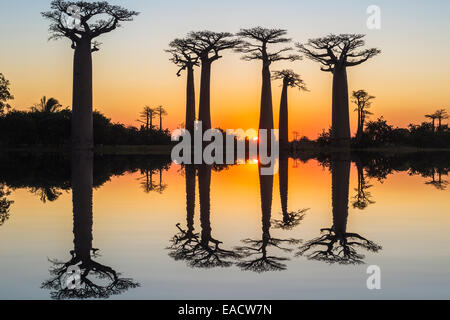 Alberi di baobab (Adansonia Grandidieri) riflettendo in acqua al tramonto, Morondava, provincia di Toliara, Madagascar Foto Stock