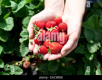 Frutti di Fragola in una donna con le mani in mano. Foglie verdi su sfondo. Foto Stock