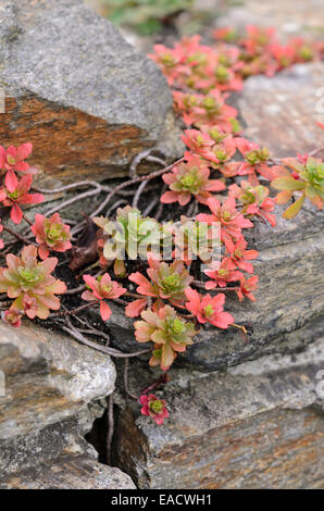 Stonecrop (sedum) a secco su un muro di pietra Foto Stock