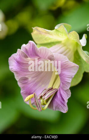 Le campane della cattedrale si (cobaea scandens) Foto Stock