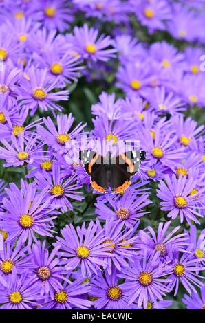 Red admiral (Vanessa Atalanta) e italiano Aster (Aster amellus) Foto Stock