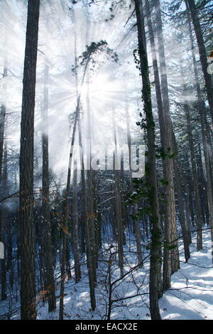 I raggi di sole fanno la loro strada attraverso la coperta di neve foresta. Foto Stock