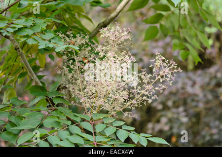 Angelica giapponese tree (aralia elata) Foto Stock