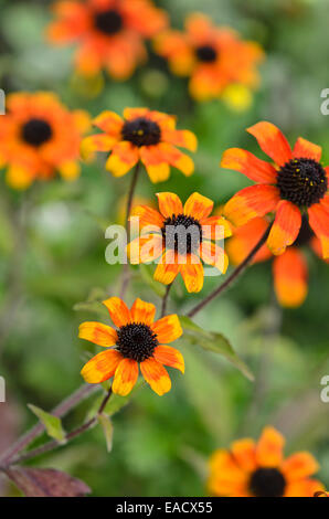 Black-eyed susan (rudbeckia hirta "prairie sun") Foto Stock