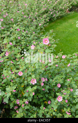 Cape malva (anisodontea) Foto Stock