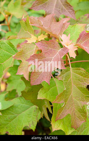 Oak-lasciava ortensia (Hydrangea quercifolia) Foto Stock